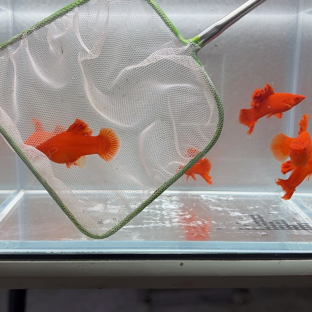 红***子海水半月尾红箭鱼1组