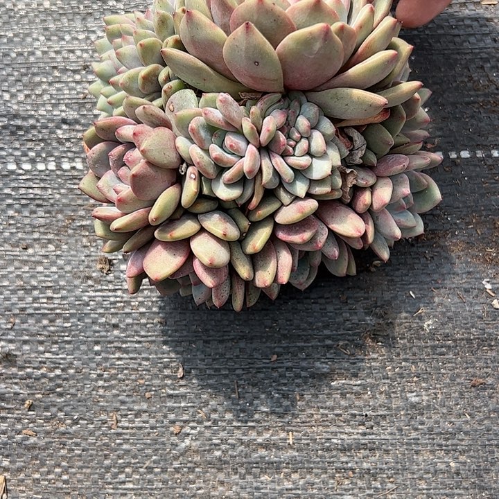 【闪购商品】爱丽儿缀