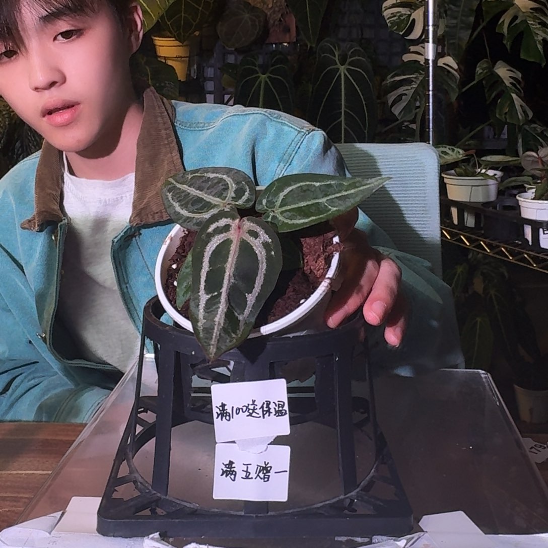 不开花植物B69个体米歇尔