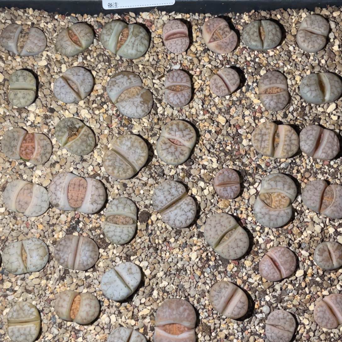 联***）1721福利筐1不售后