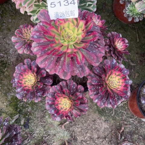 红颜多肉多肉5134