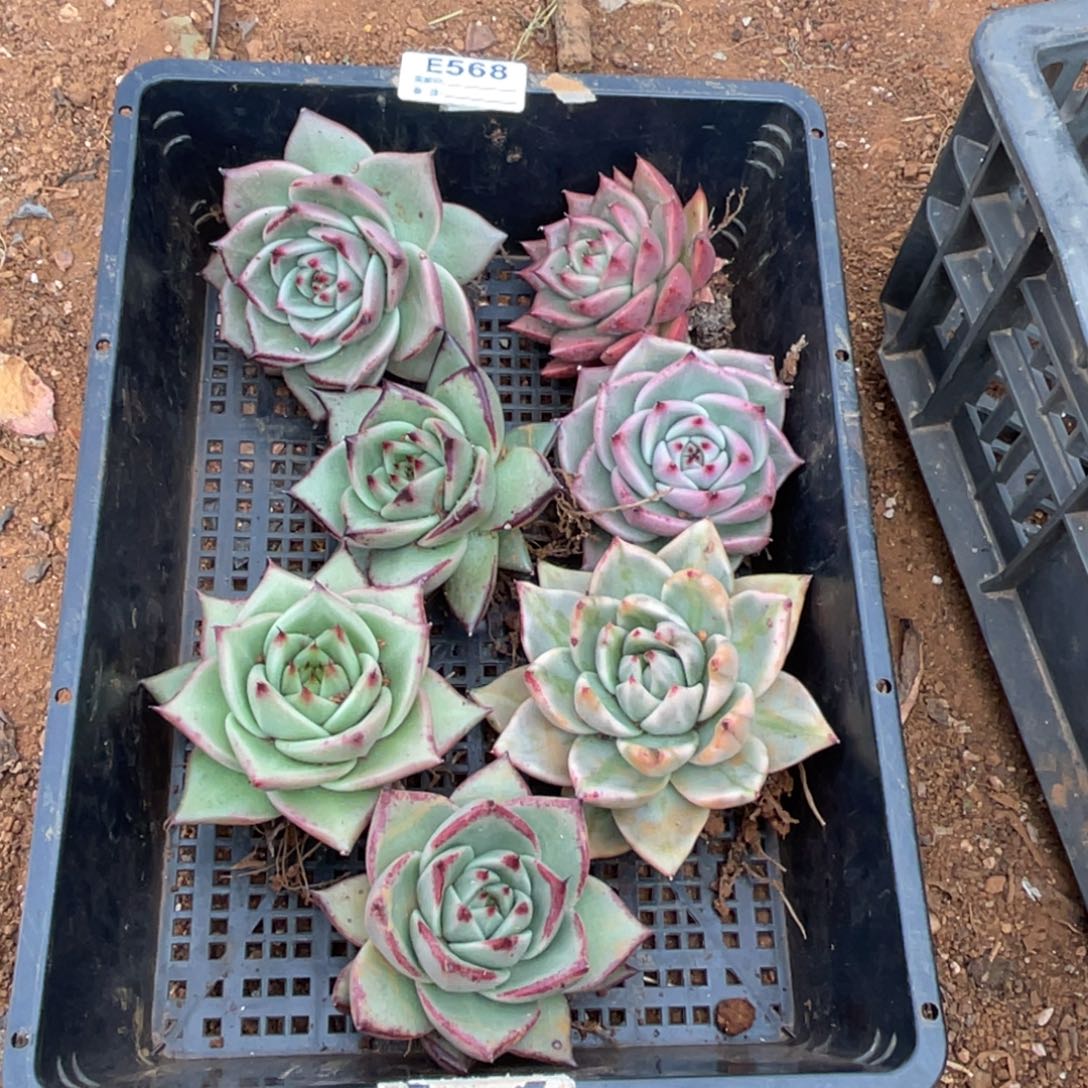 无花朵若茹东云单拍E568