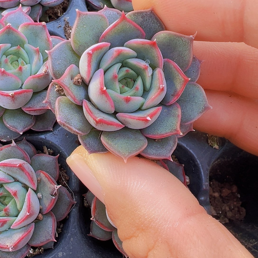粉特苗5颗19包油多