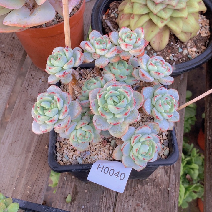 高***士闪购多肉1棵h0040