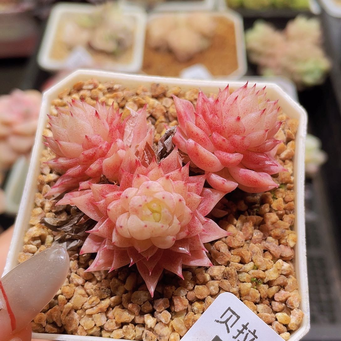 b56 精品多肉一物一拍