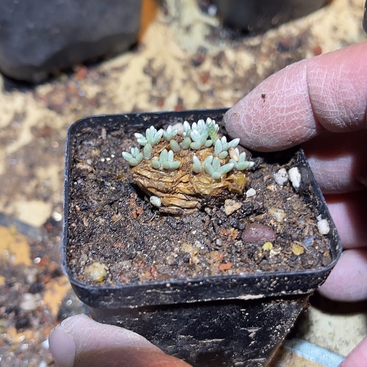 满38包邮2天凑单，脱土晾根发货多肉植物韧锦