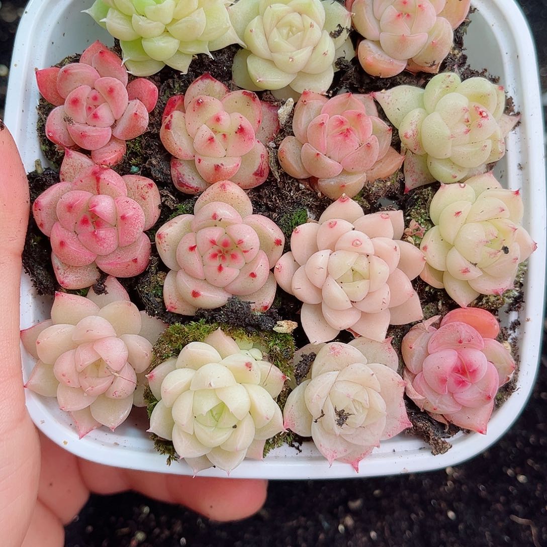 1-545 新疆西藏内蒙不发零度以下拍保温箱不拍不包损