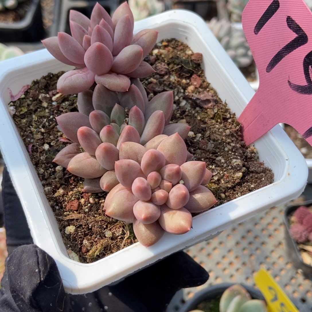 1759车厘子多肉植物保护