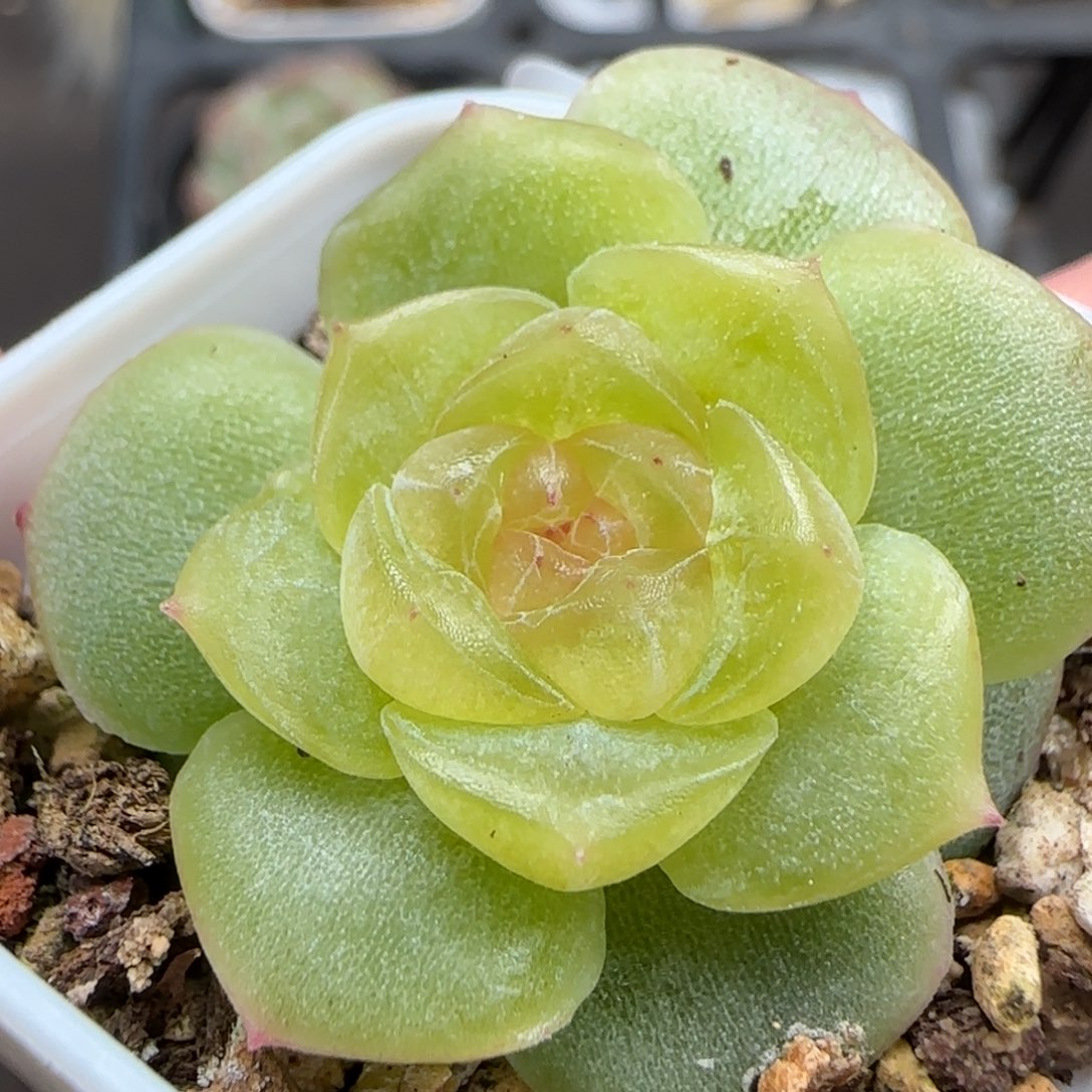 一物一拍谪仙25123