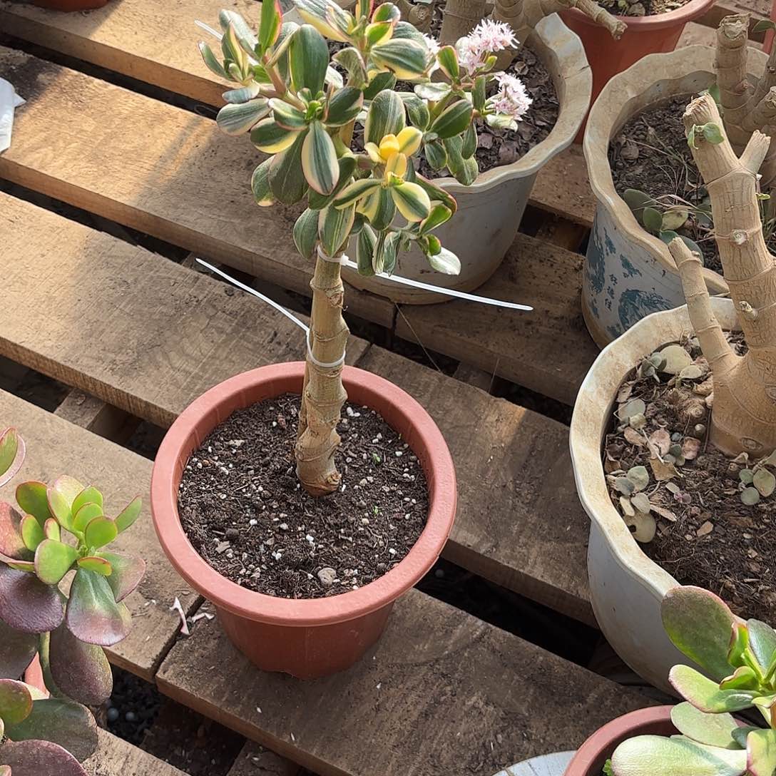 乐***中5593百锦花月裸根发货
