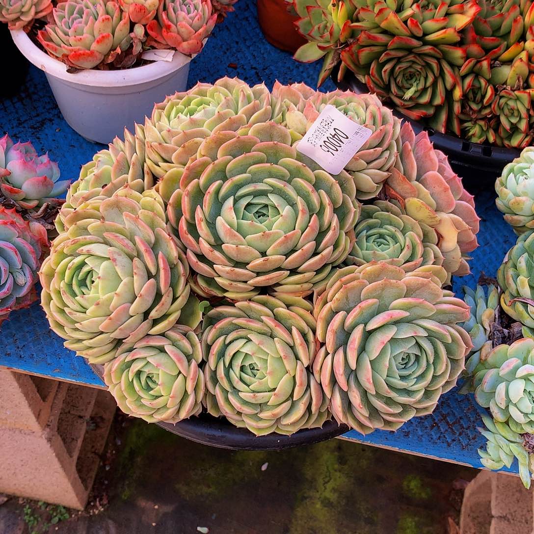 七***望    昂斯诺多肉04006