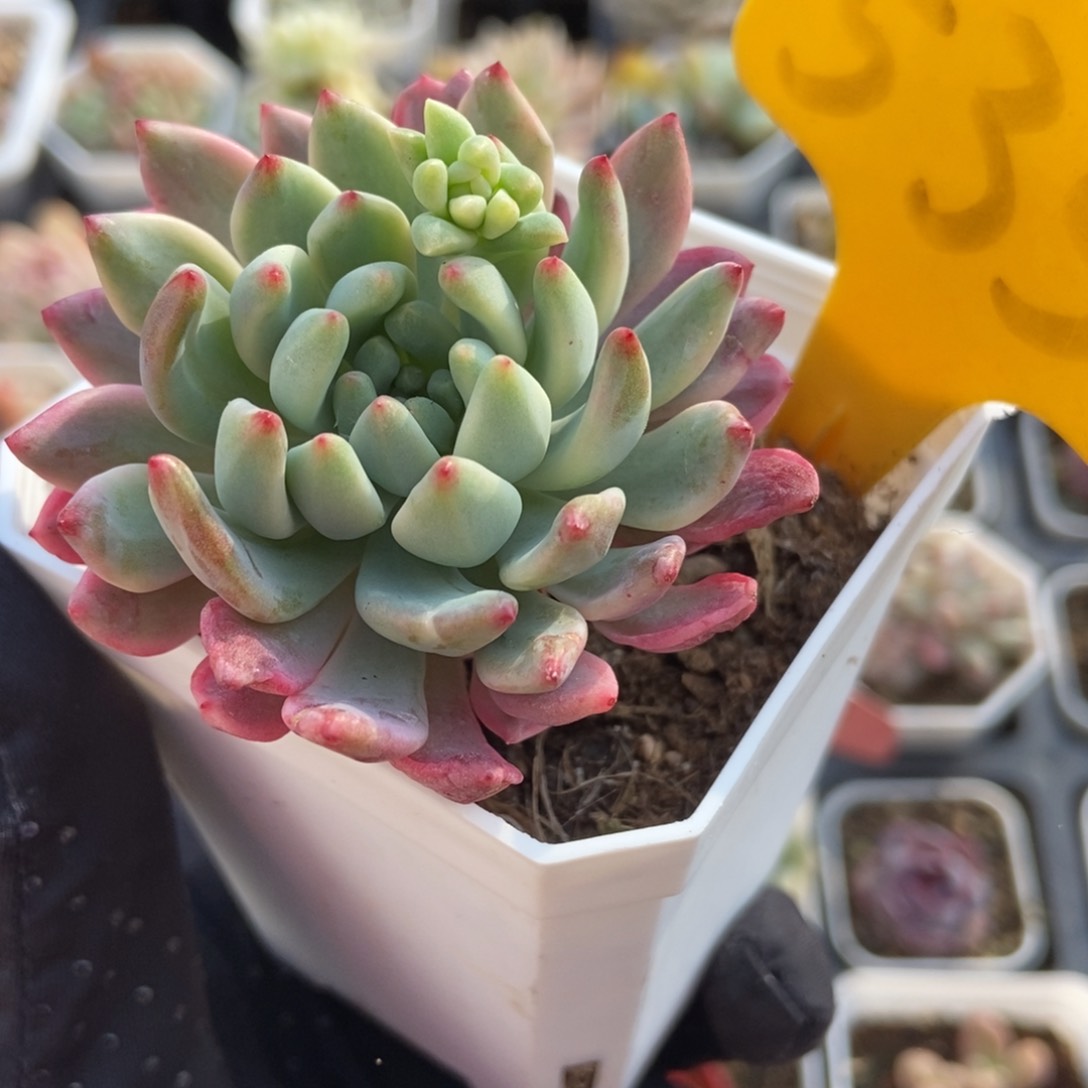 535蓝苹果锦多肉植物