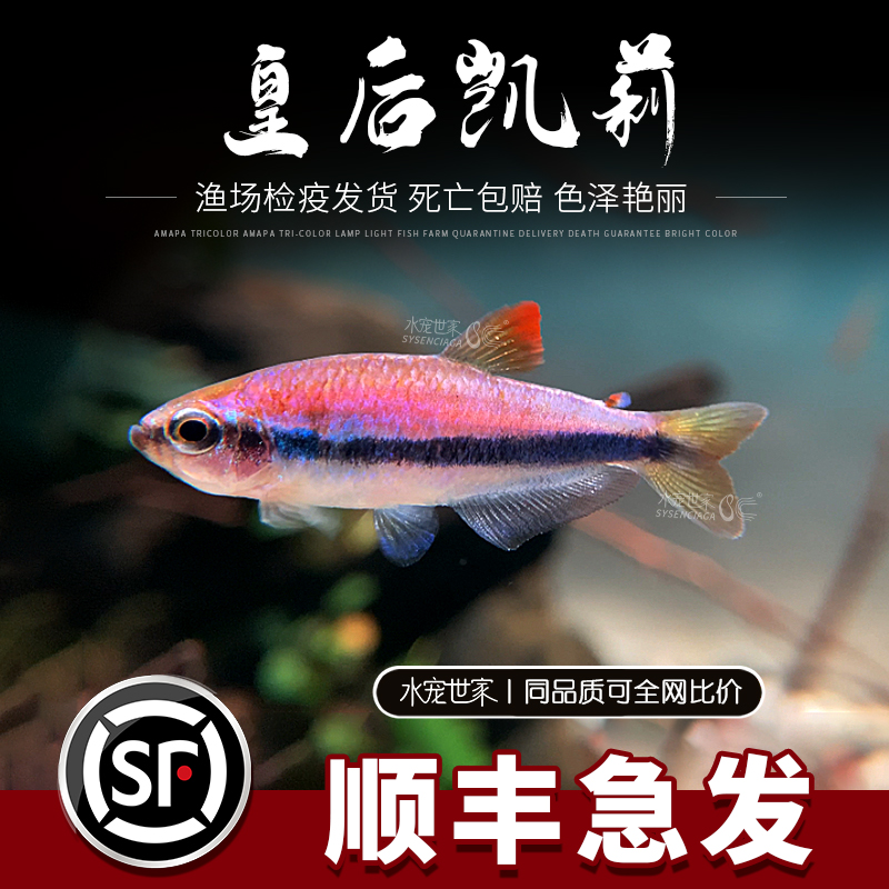 皇后凯莉凯蒂灯鱼国王灯鱼热带观赏活体群游鱼南美稀有灯科鱼