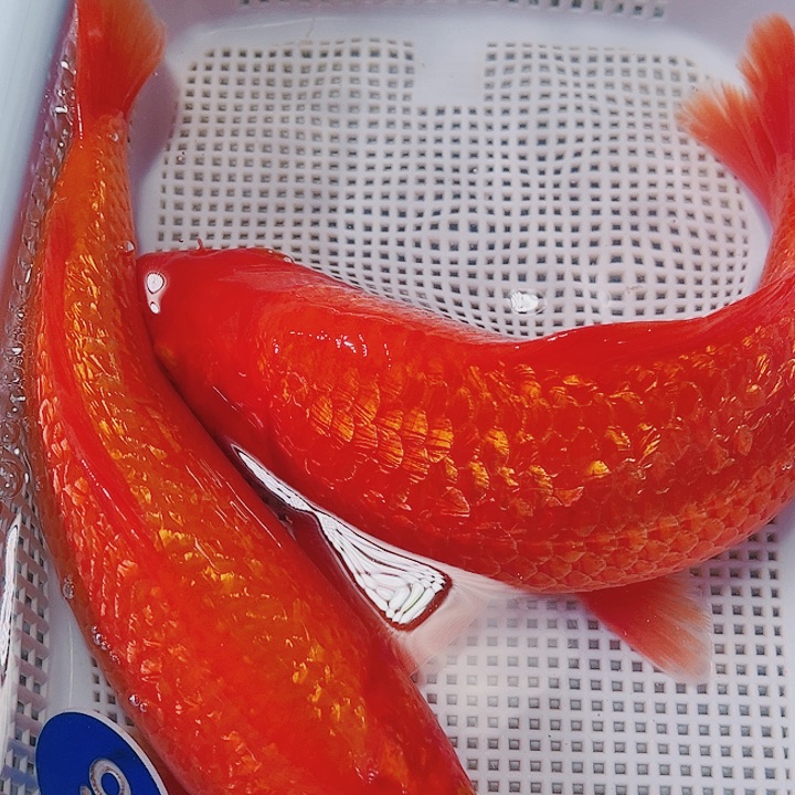 海水鱼观赏鱼观赏鱼