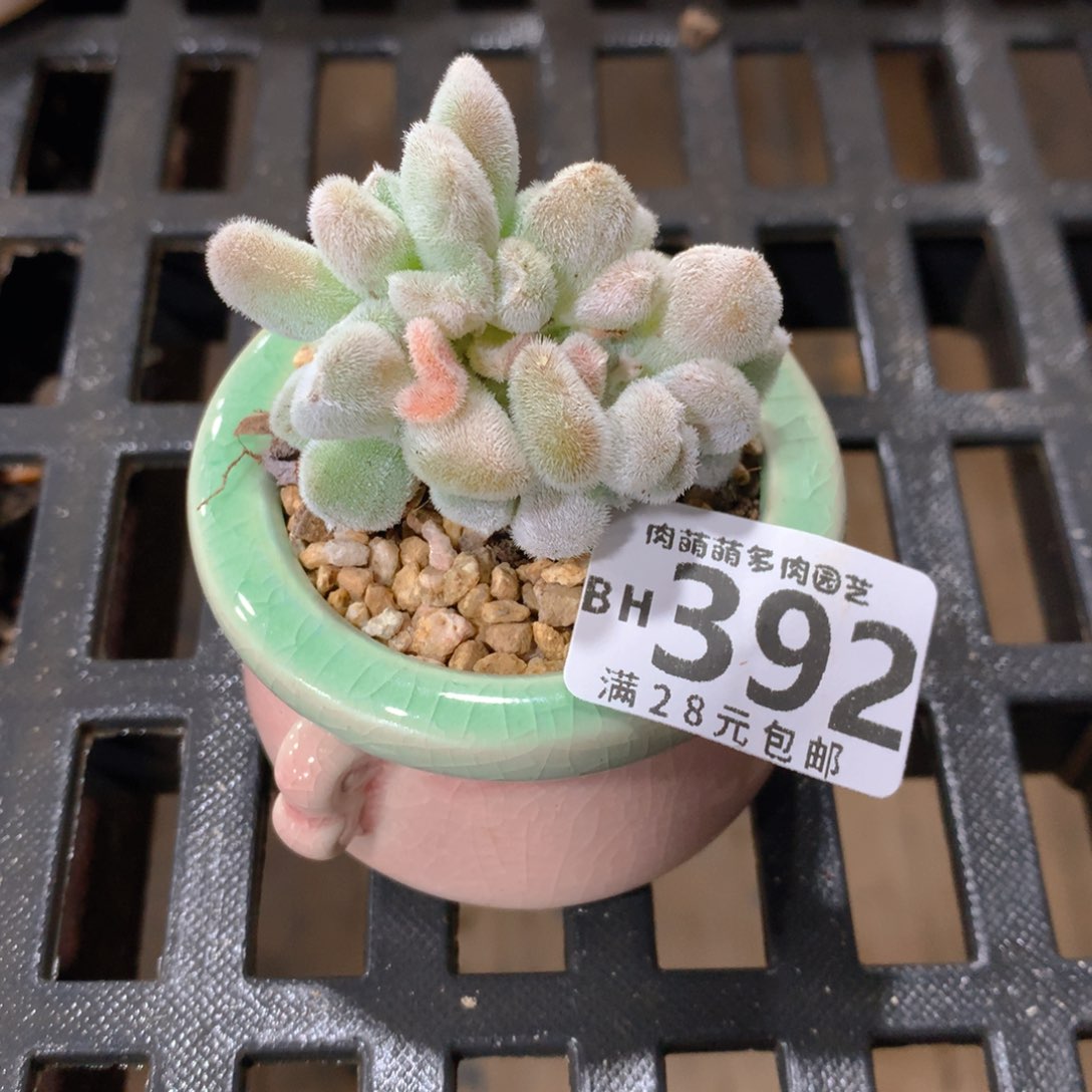 肉萌萌5cm拇指盆精控多肉BH392