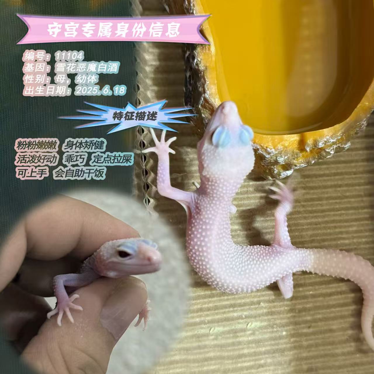 豹纹守宫小活体网红爬宠温顺适合新手饲养