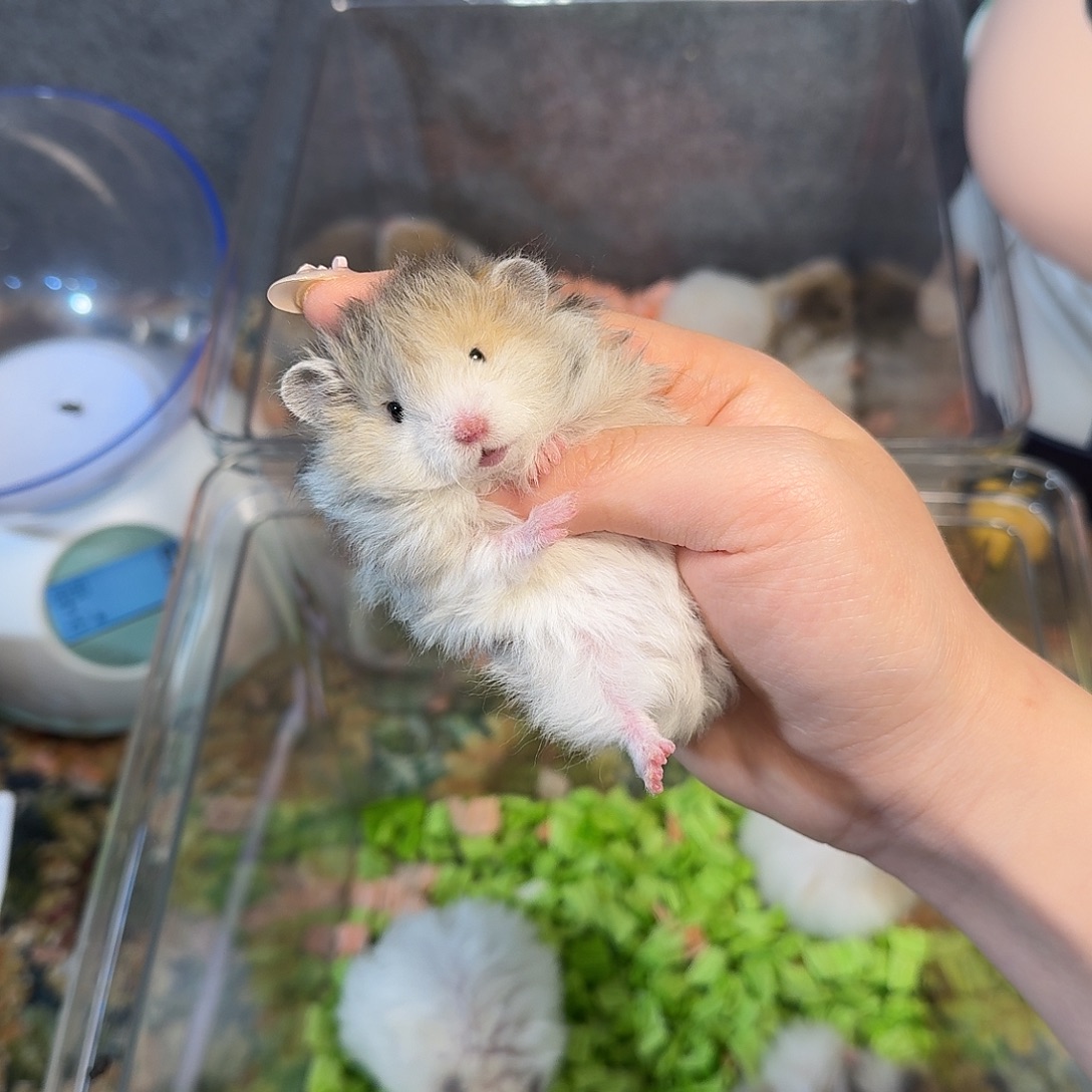 金丝熊火波卷妹妹