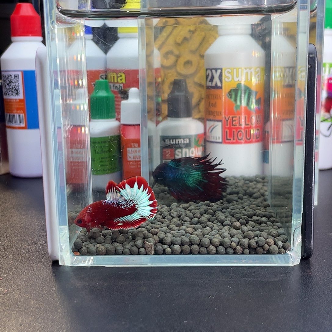 斗鱼25号1022早红肉