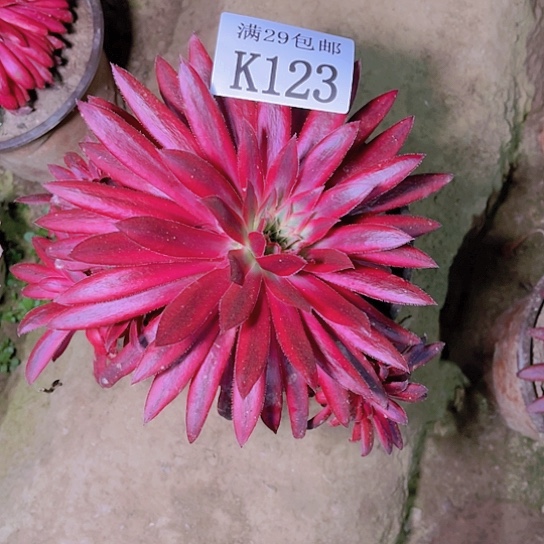 123朱雀多肉植物
