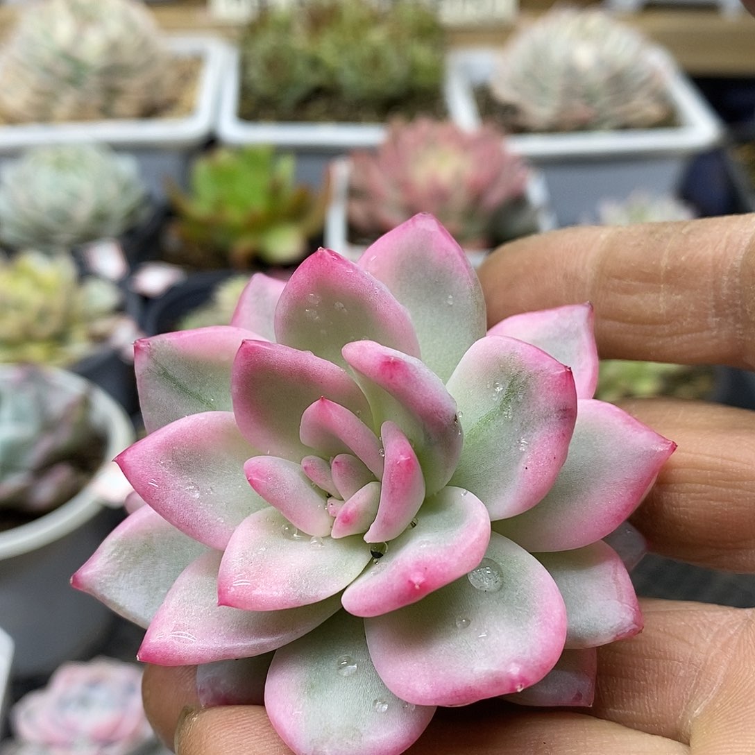 子*3176 冰月亮锦头盖