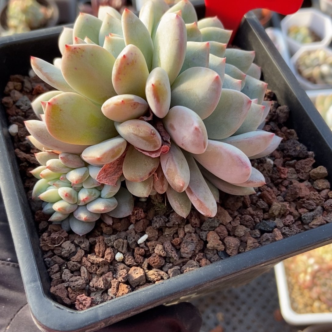 1948橙子缀多肉植物保护