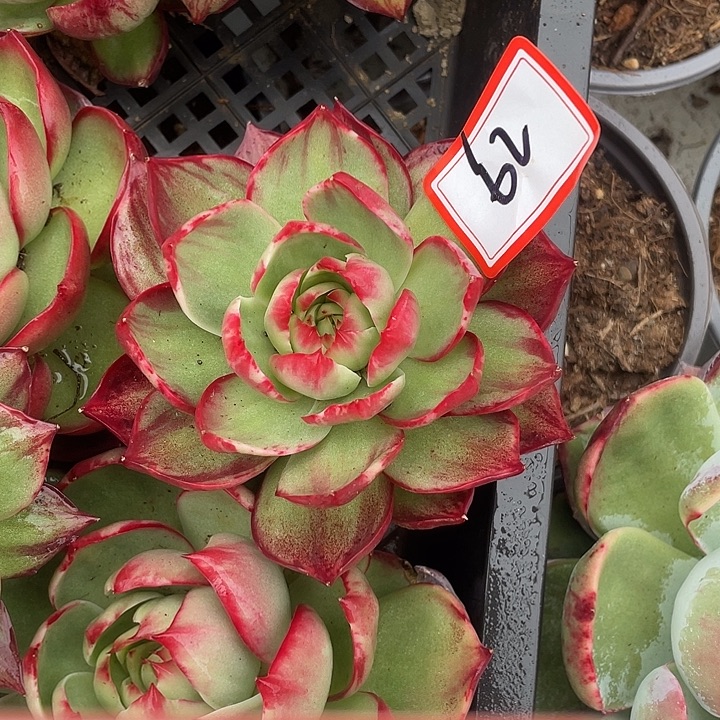 好***莲62///////////////