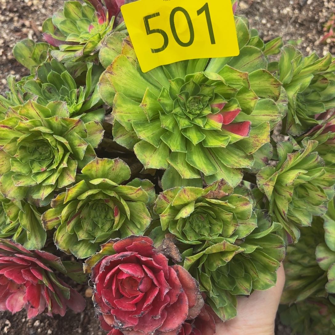 哈哈多肉植物福利501
