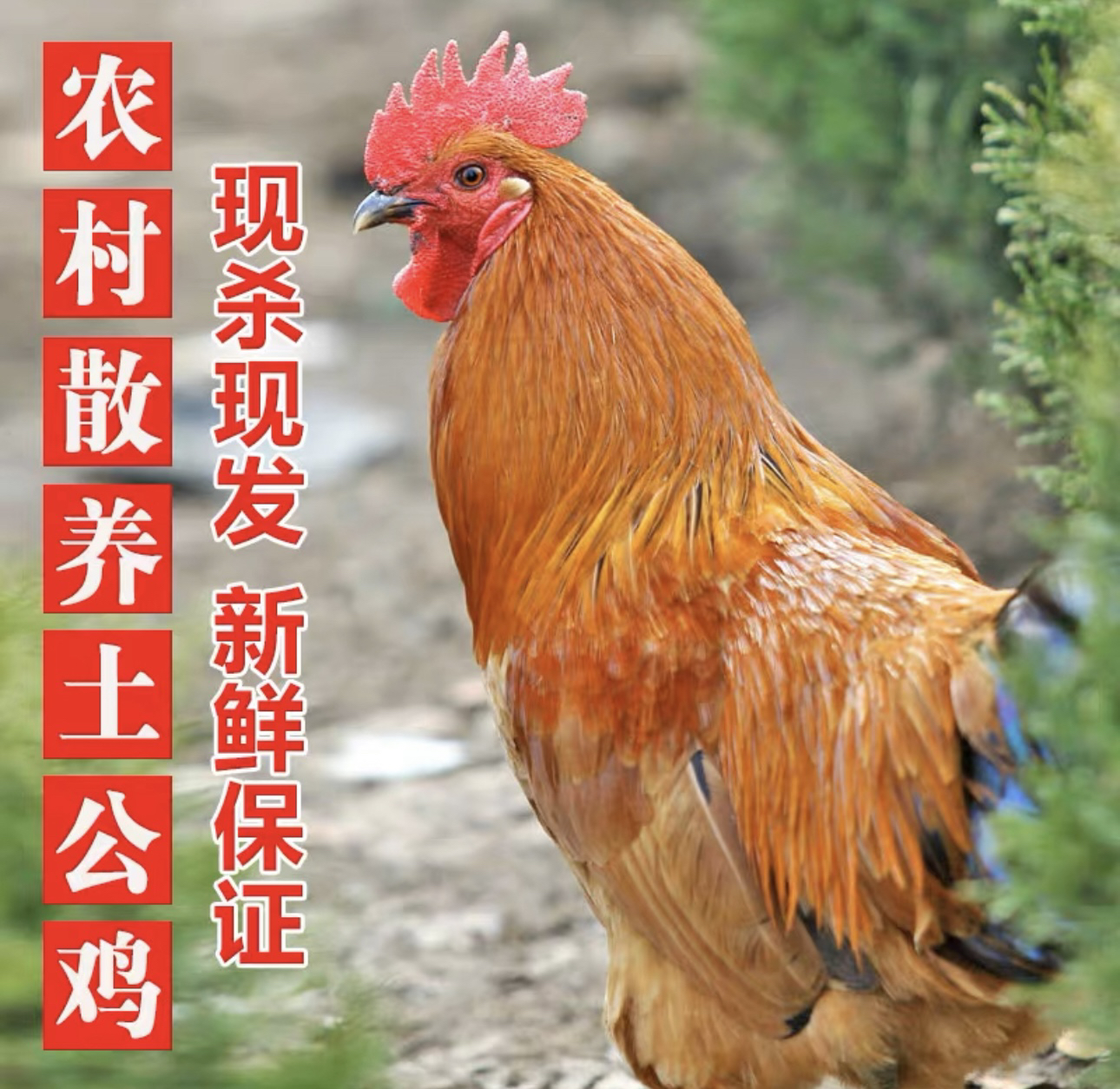 两只黑爪大冠公鸡+一斤鸡胗+一斤鸡心