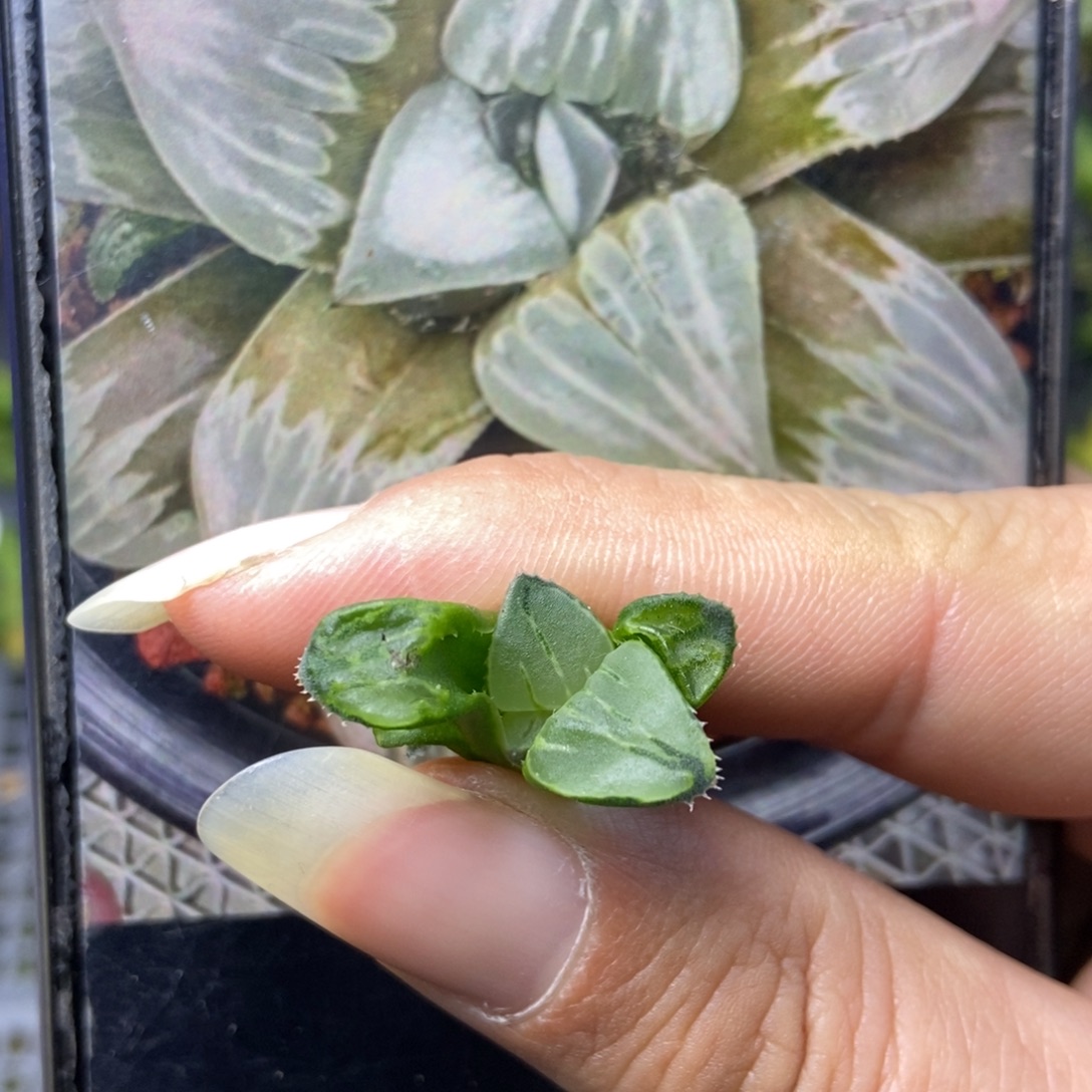 是是是是是是是是是寿