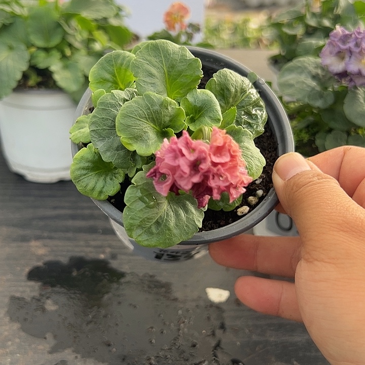 这***姐当前无花朵，栽培后可花朵139号