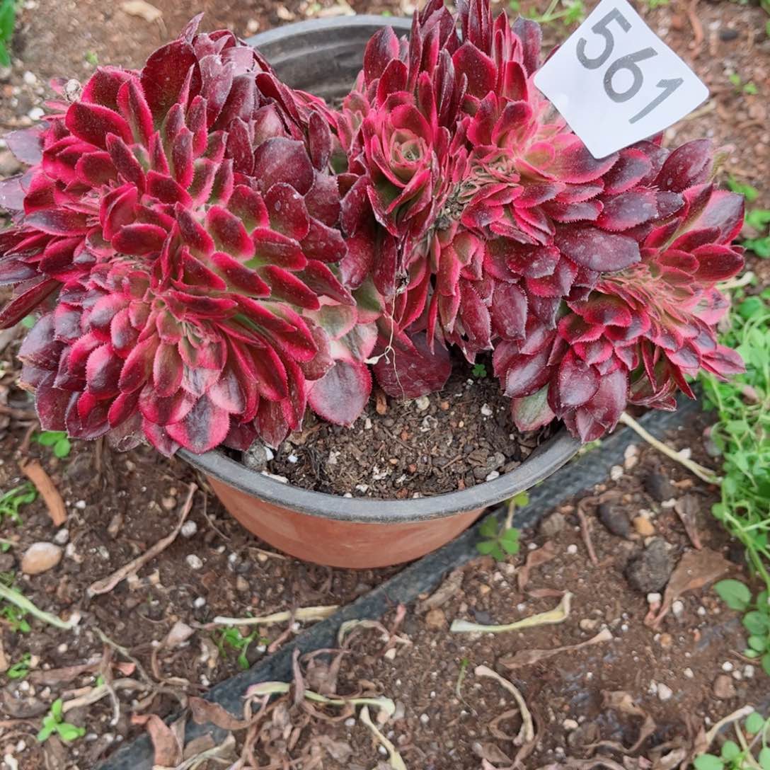 多肉植物561荔枝