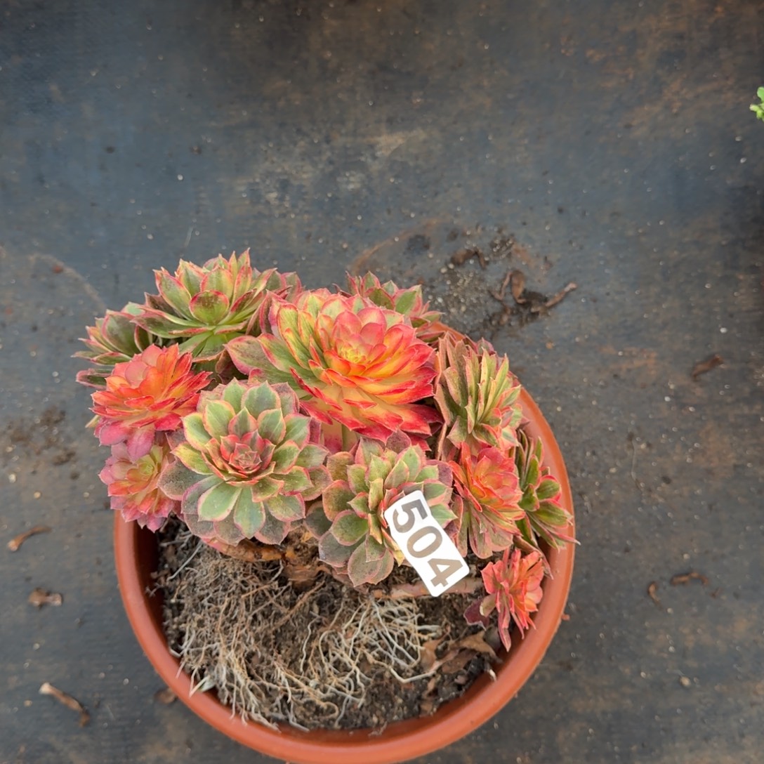 504多肉球唐三彩有干伤价