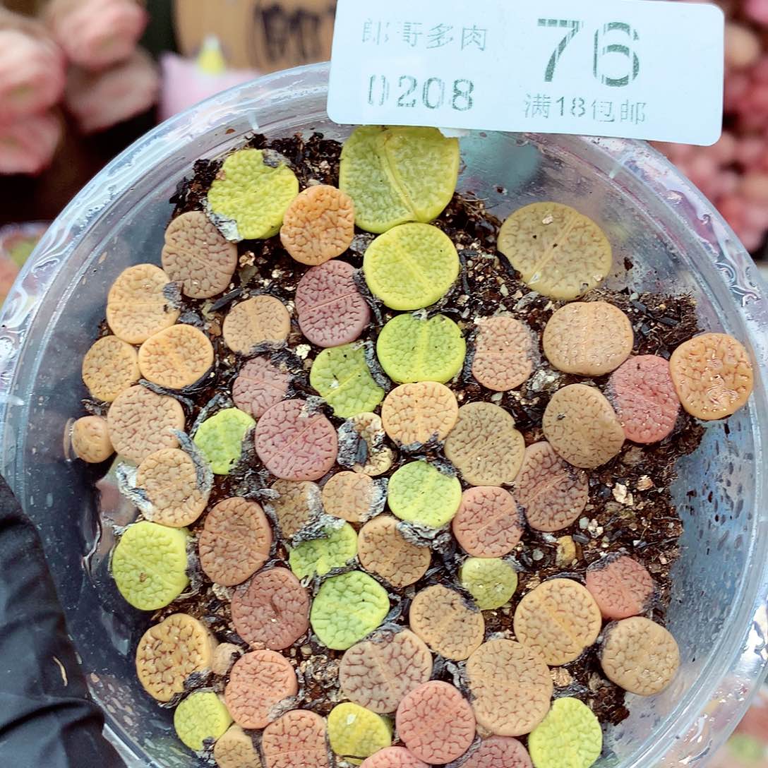 生石花满18包邮8-76