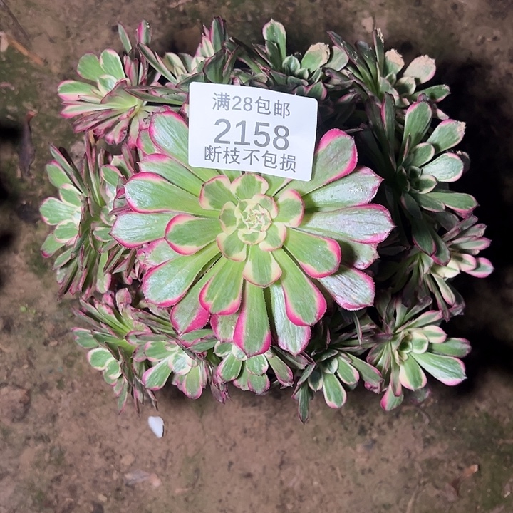 无***生2158霁月多肉植物