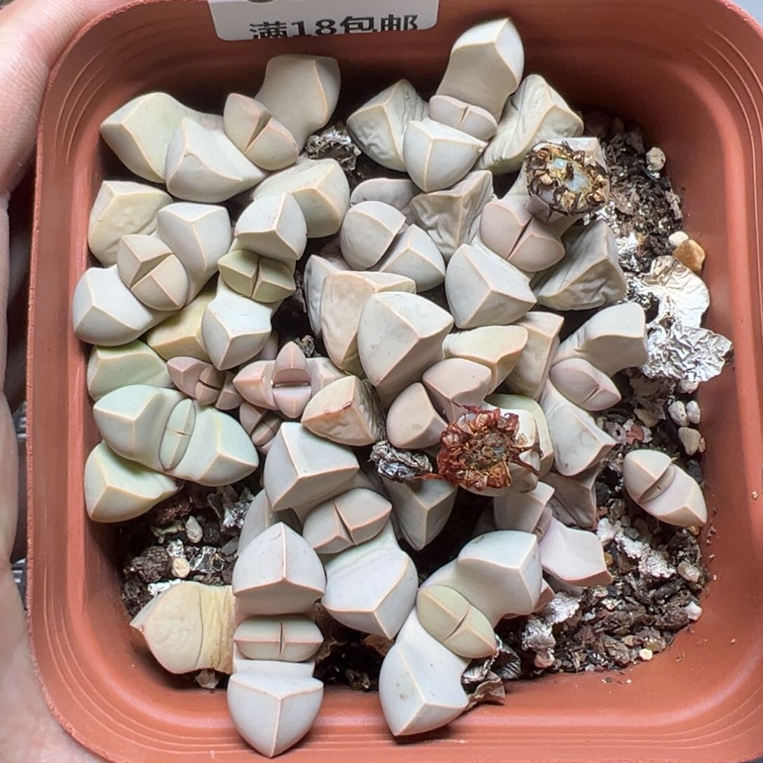 【闪购商品】625……