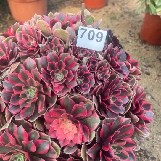 709女妖多肉植物花花