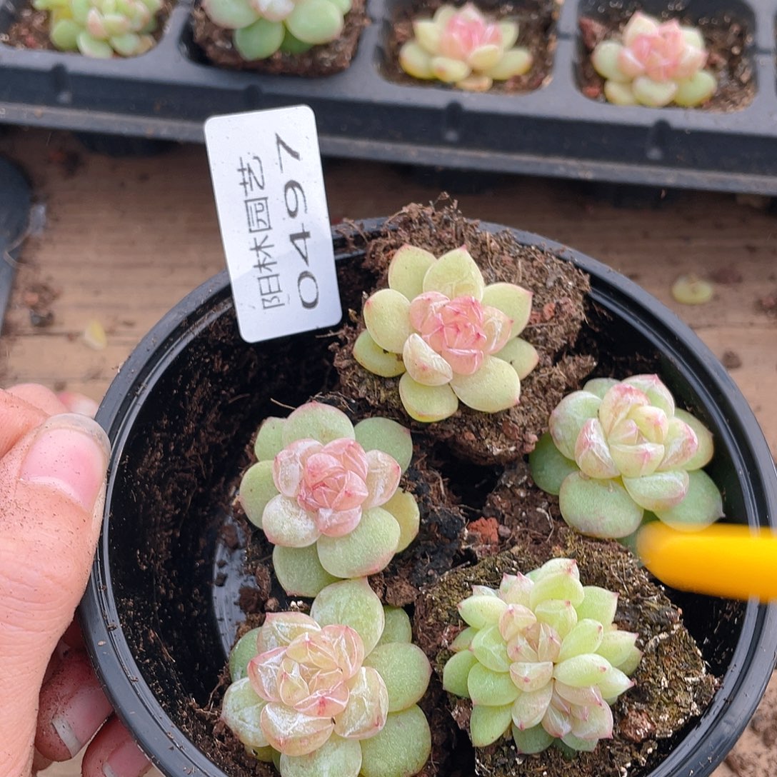 多肉植物多肉植物497