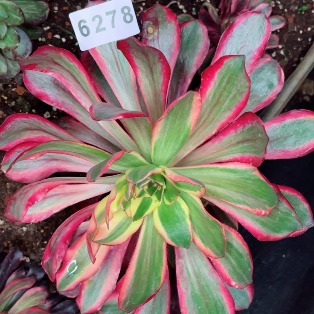 般***若红魔女多肉发货发货