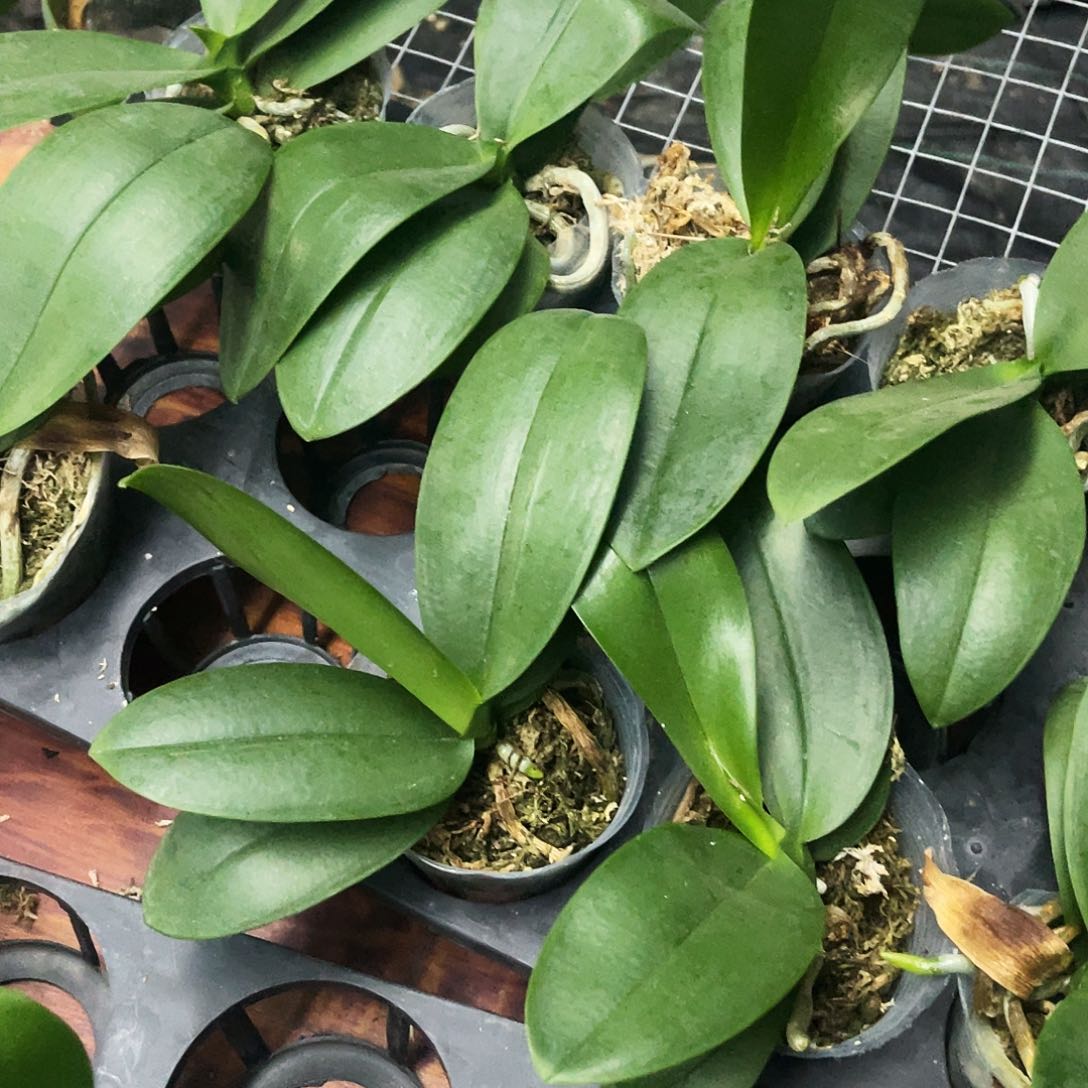 当前无花栽培后可以开花蝴蝶兰金树一代2.8根瑕疵