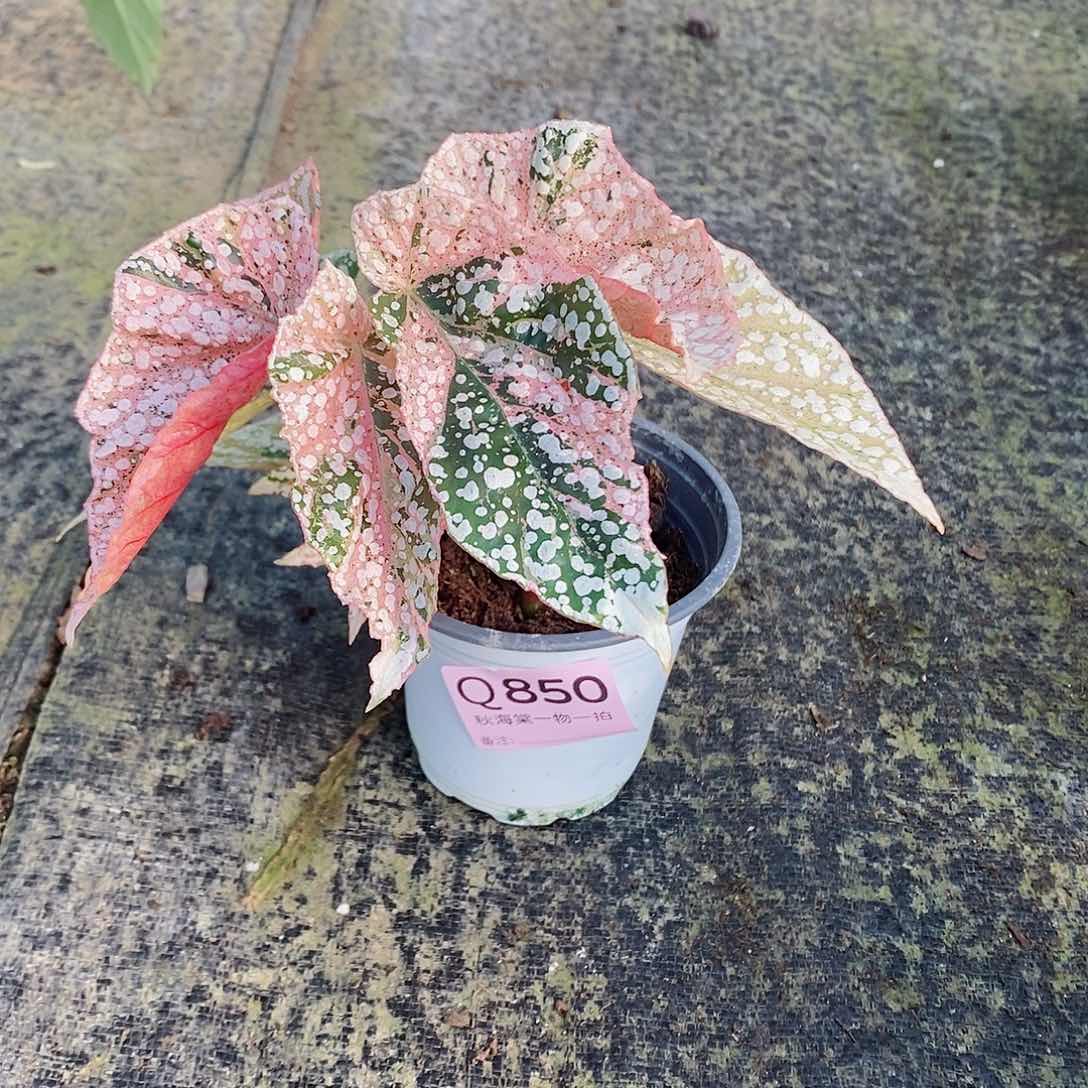 不开花植物睡****?秋海棠850