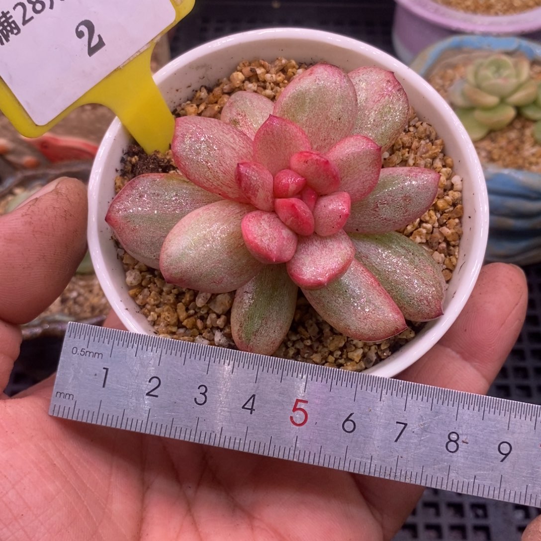 52星影石化拉丝锦……