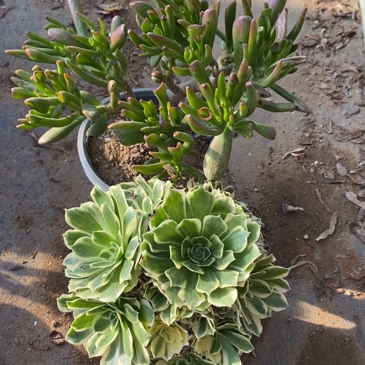 两盆多肉断头不包1668