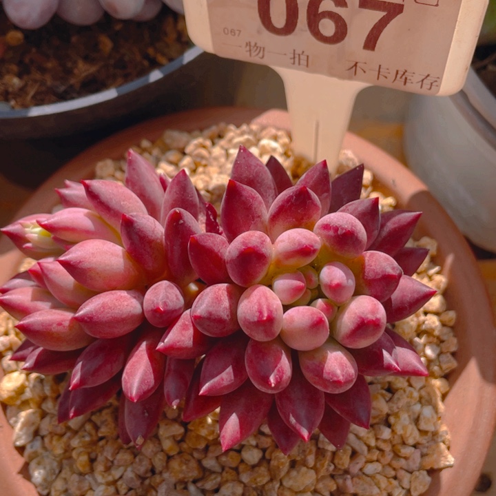 谢谢你的支持0000067