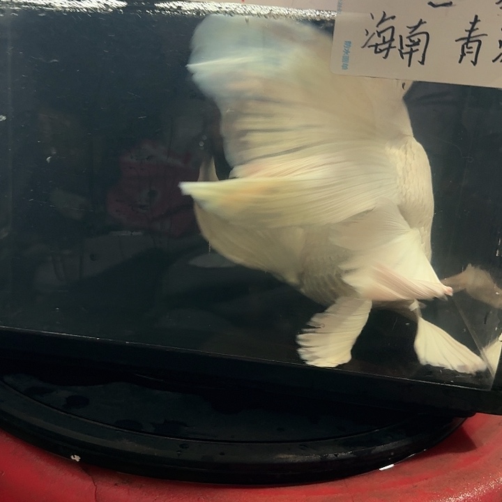 那***馆蝴蝶鲤鱼蝴蝶鲤包邮168微瑕