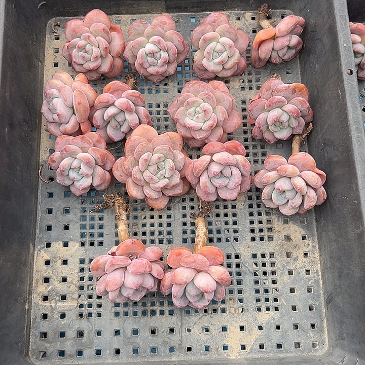 3087，15个紫梦露脱土发货有瑕疵