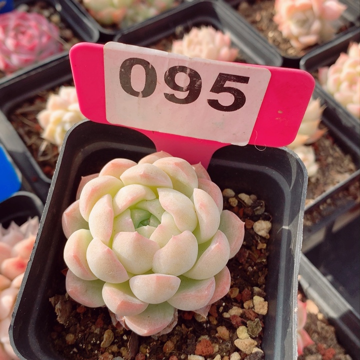 新品5cm多肉植物