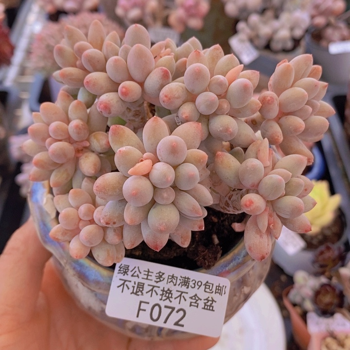 婴儿手指老桩10cm072多肉植物