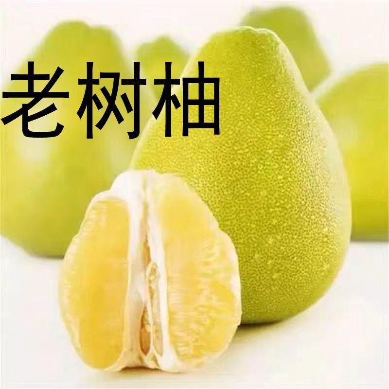 柚满园梅州正宗特产批发新鲜水果白心柚子肉管溪蜜柚特产甜蜜柚