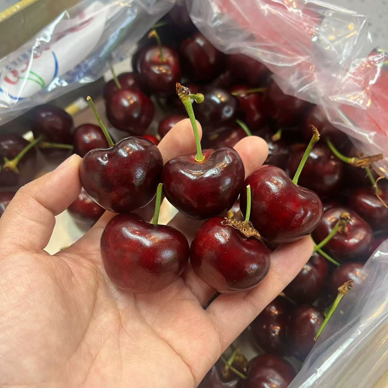 【4JD】coral车厘子 海运车厘子新鲜2斤/5斤净果内附果径卡coral车厘子智利