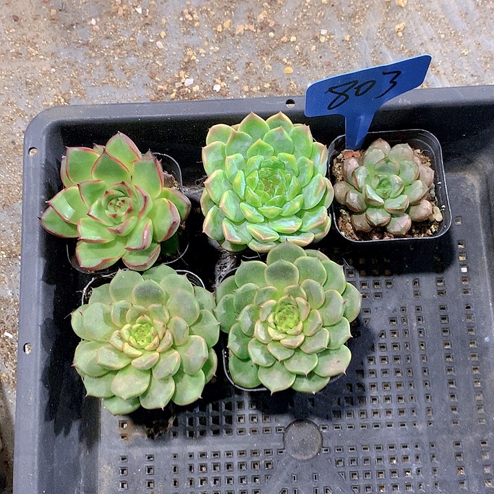 803号多肉植物园艺